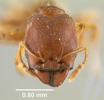 Media type: image;   Entomology 9102 Aspect: head frontal view